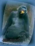 �A�i���E�h�E�t�@�b�N�@�[