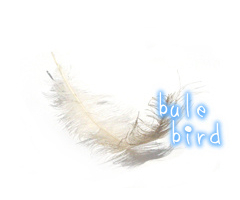 bule bird
