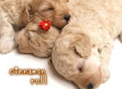 cinnamon-roll